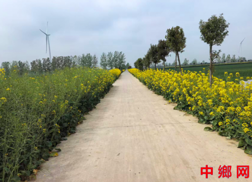 安徽怀远兰桥镇:村头路边菜花黄 农民食油满口香